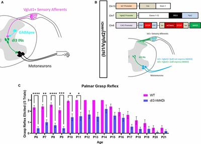 Changes in Sensorimotor Connectivity to dI3 Interneurons in Relation to the Postnatal Maturation of Grasping